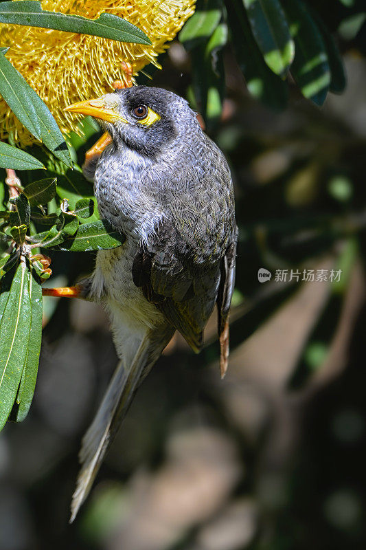 吵闹的矿鸟(Manorina melanocephala)